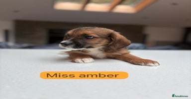 Mixed Breed dogs - Advert 5
