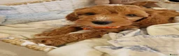 Cavapoo dogs for sale: 💖BEAUTIFUL LICENSED-BRED CAVAPOOS💖 - Advert 23