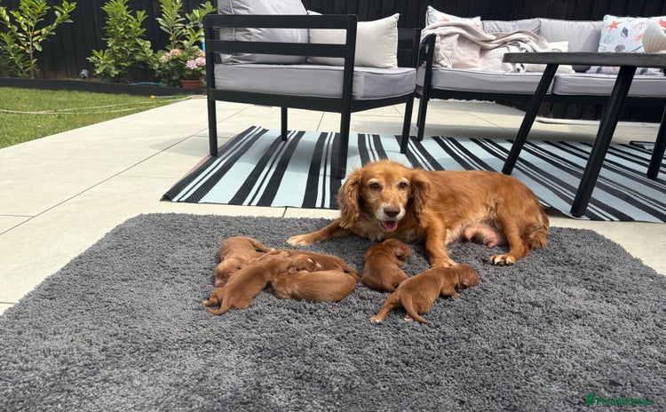 Cocker Spaniel dogs - Advert 1