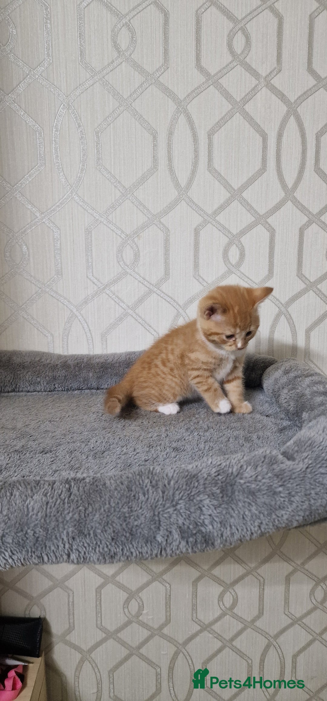 Mixed Breed cats for sale: Gorgeous British Shorthair Kittens for SALE - Advert 16