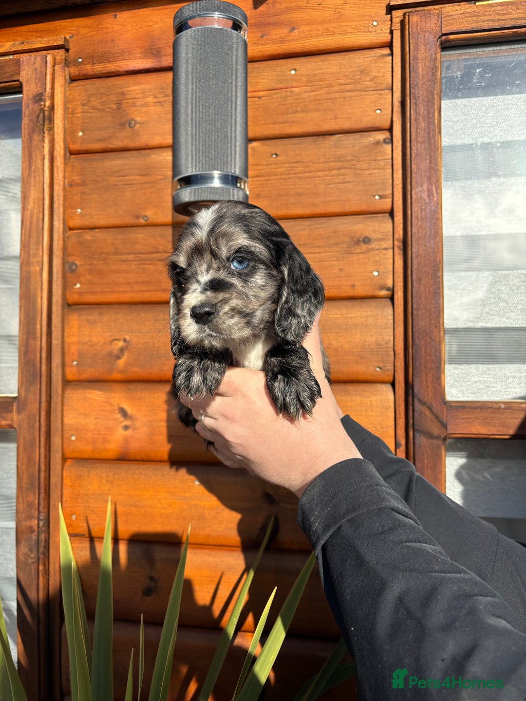 Cocker Spaniel dogs for sale: Cocker spaniel puppies  - Advert 5