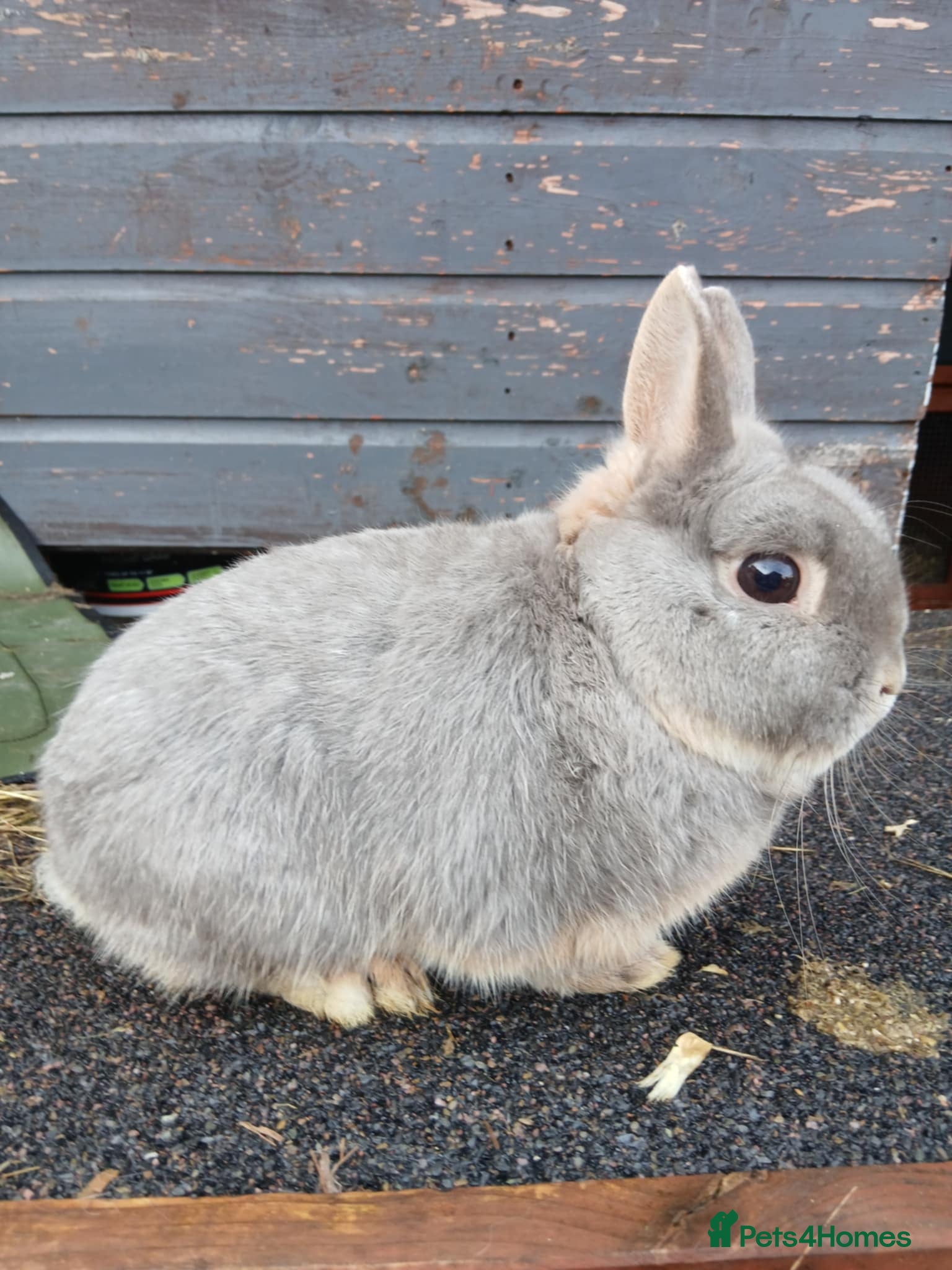 Netherland Dwarf rabbits Netherland dwarf  - Advert 14