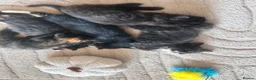 Mixed Breed cats for sale: Beautiful kittens looking for a new forever home  - Advert 14
