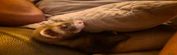 Ferret rodents for sale: Ready to go, Last Gill and Hob - Advert 1