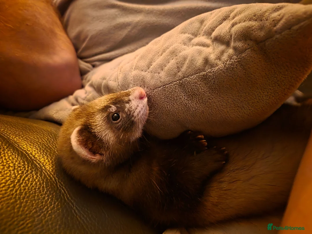 Ferret rodents for sale: Ready to go, Last Gill and Hob - Advert 1