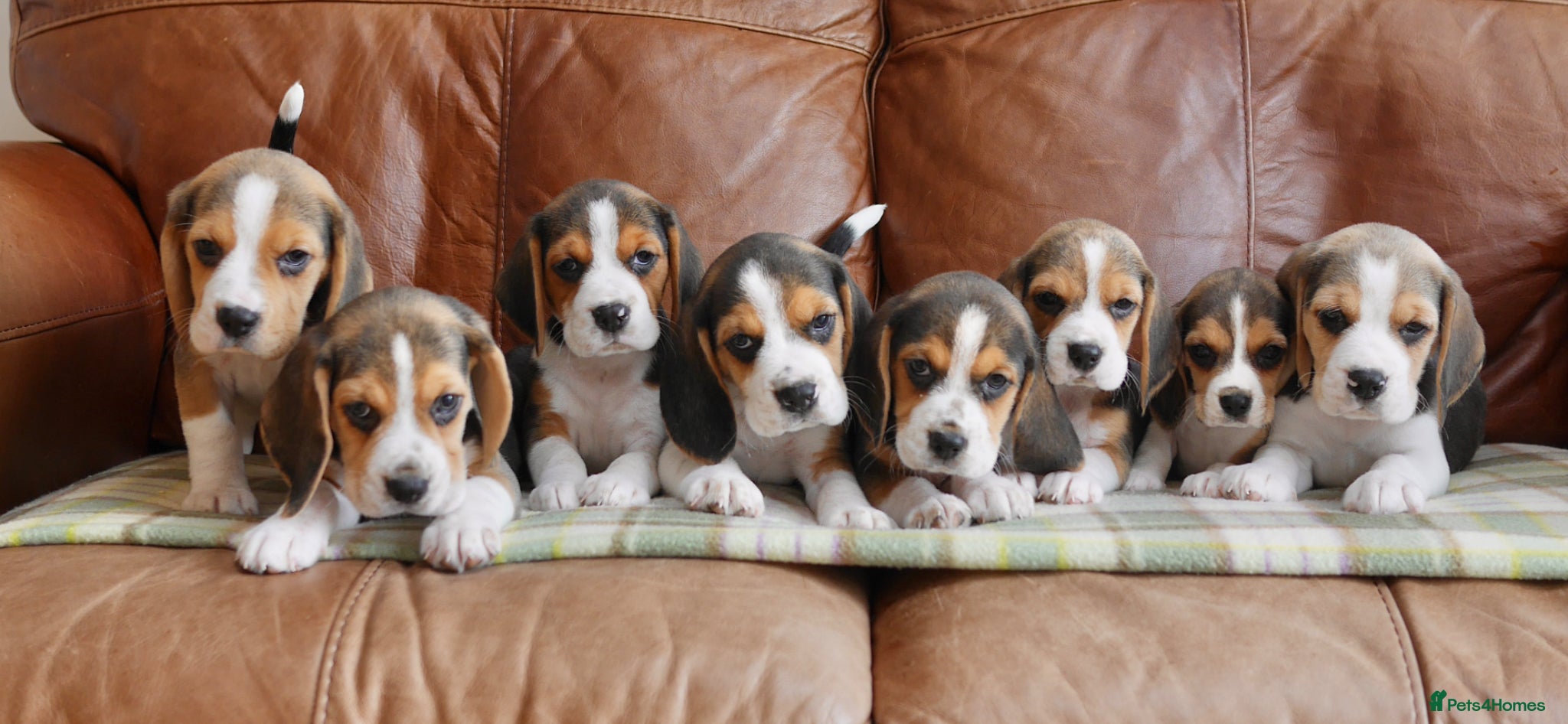 Beagle dogs Quality Health Tested Beagle Puppies - Advert 2