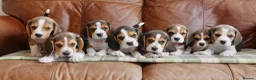 Beagle dogs for sale: Quality Health Tested Beagle Puppies - Advert 15