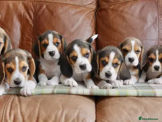 Beagle dogs Quality Health Tested Beagle Puppies - Advert 2
