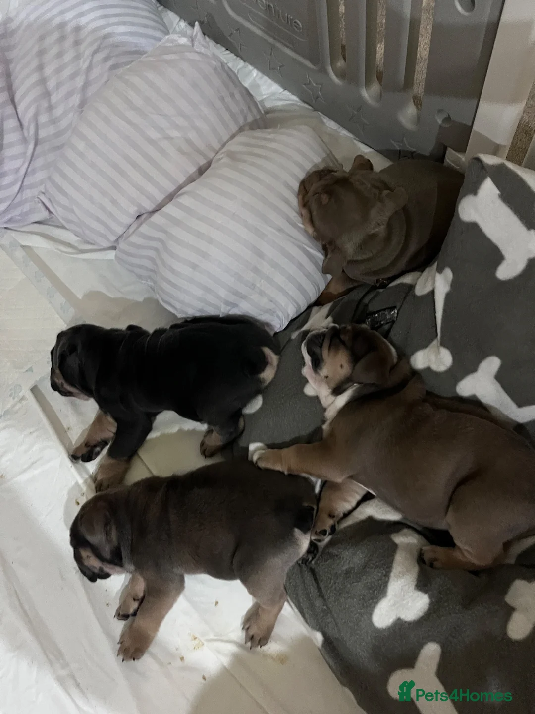 Olde English Bulldogge dogs for sale: Lilac Tri Male Olde English Bulldog - Advert 2