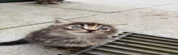 Mixed Breed cats for sale: 6 week Tabby kitten  in Lisburn - Advert 3