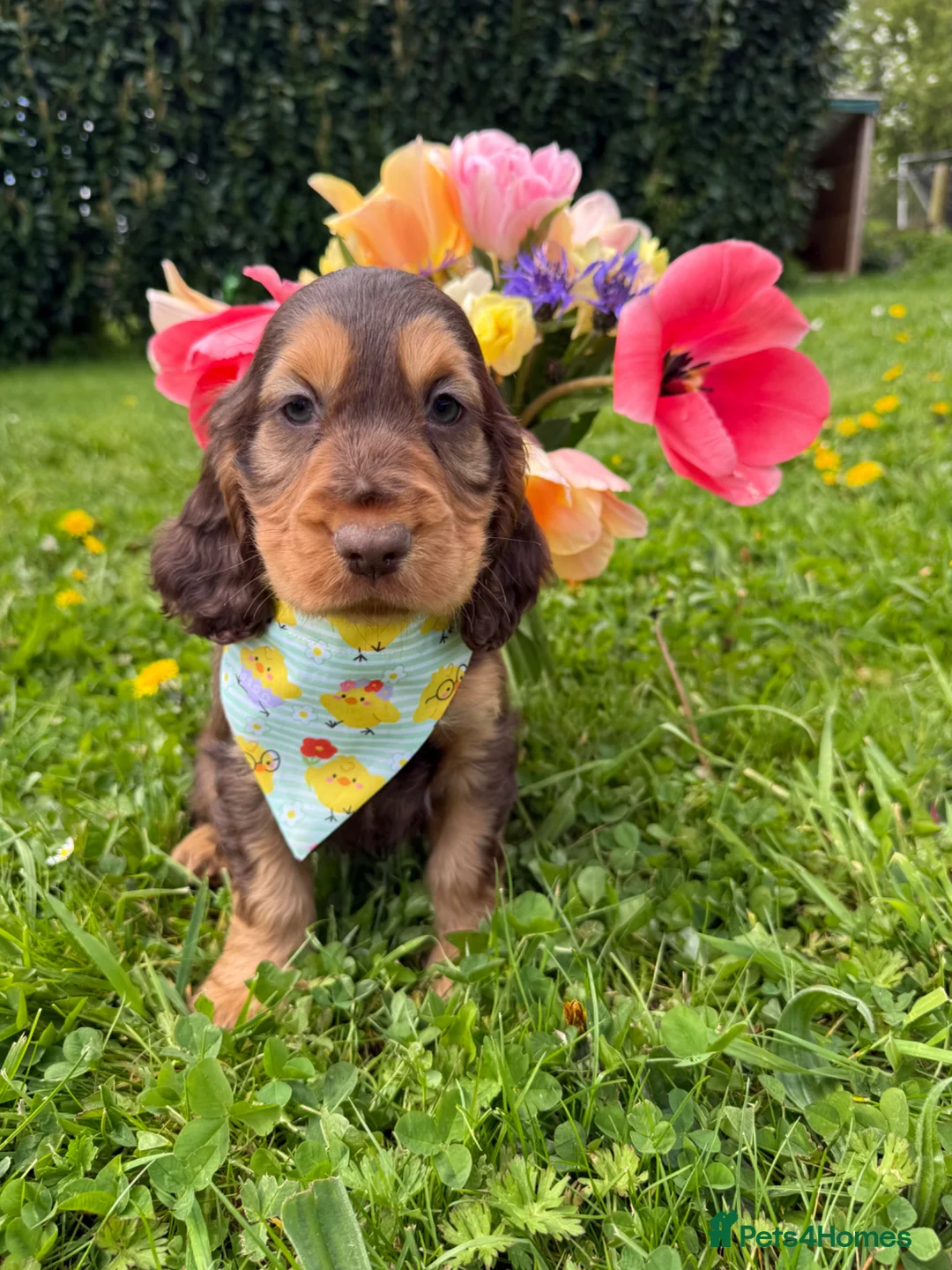 Cocker Spaniel dogs for sale: Show Cockers - READY NOW in Tavistock - Advert 2