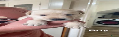 Labrador Retriever 2