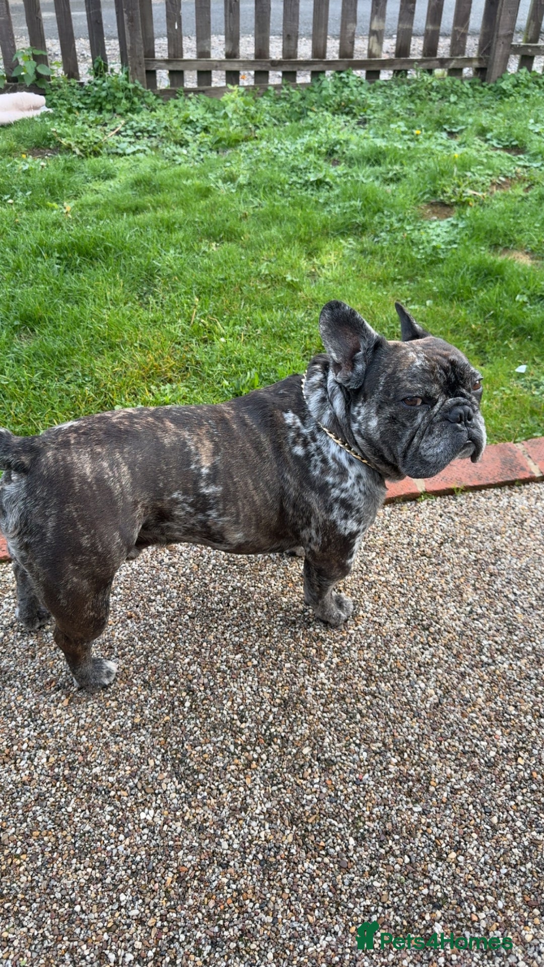 French Bulldog dogs for stud: 98% pure breed frenchie for stud  - Advert 5