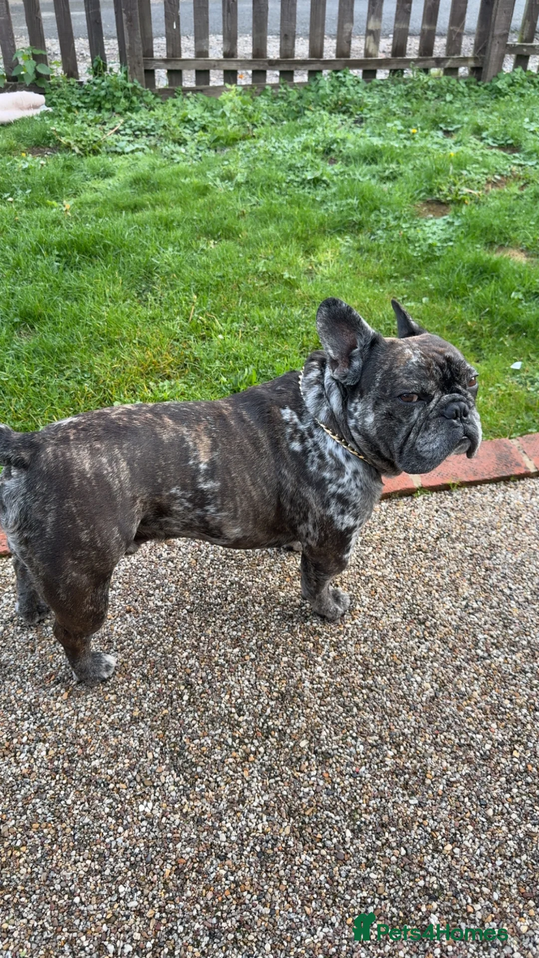 French Bulldog dogs for stud: 98% pure breed frenchie for stud  - Advert 5