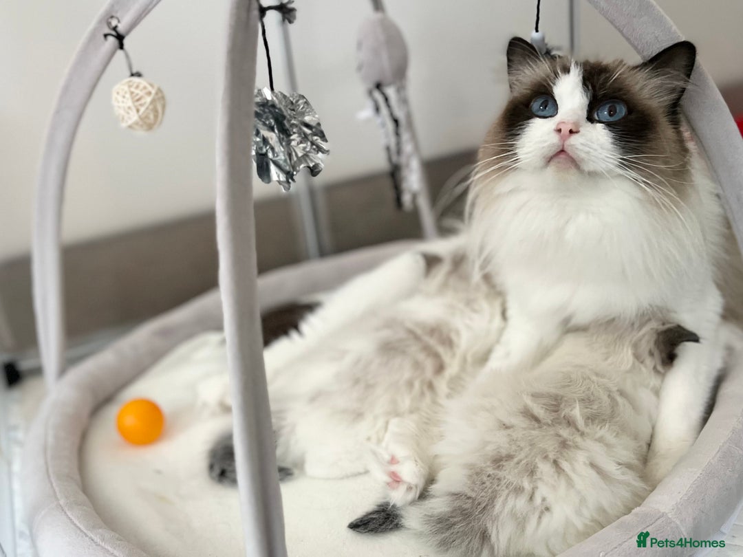 Ragdoll cats for sale: Exquisite Seal Bicolour Ragdoll Boys dolly face - Image 21