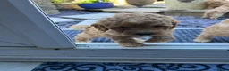Toy Poodle dogs for sale: Stunning & outstanding KC reg toy poodles  - Advert 14
