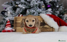 Miniature Dachshund dogs for sale: CREAM MINIATURE DACHSHUNDS CHAMPION PEDIGREE  - Image 10