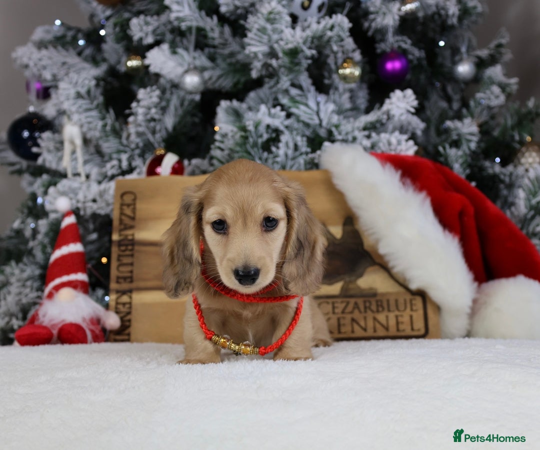 Miniature Dachshund dogs for sale: CREAM MINIATURE DACHSHUNDS CHAMPION PEDIGREE  - Image 10