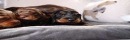 Miniature Dachshund dogs for sale: Exceptional miniature longhaired dachshunds  - Advert 8