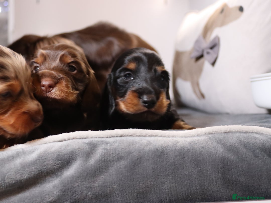 Miniature Dachshund dogs for sale: Exceptional miniature longhaired dachshunds  - Advert 8