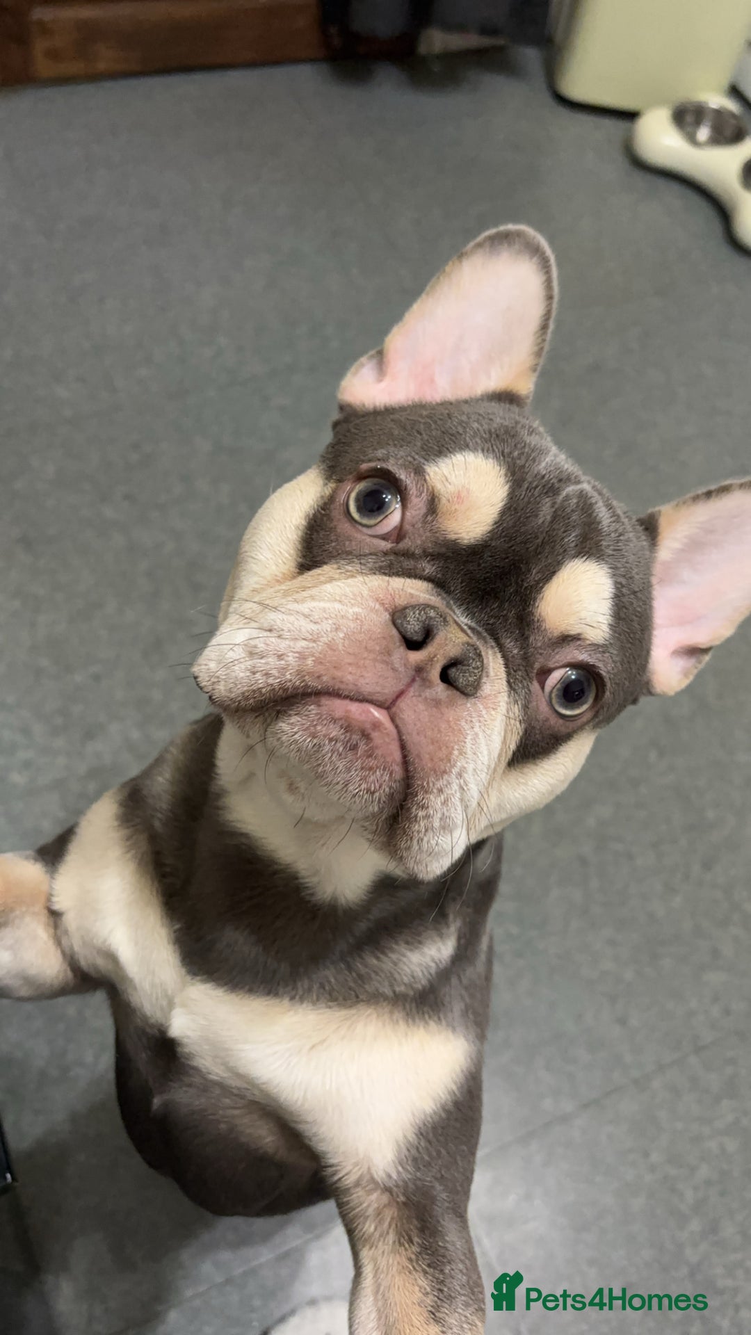 French Bulldog dogs for sale: FrenchBulldog  - Image 5