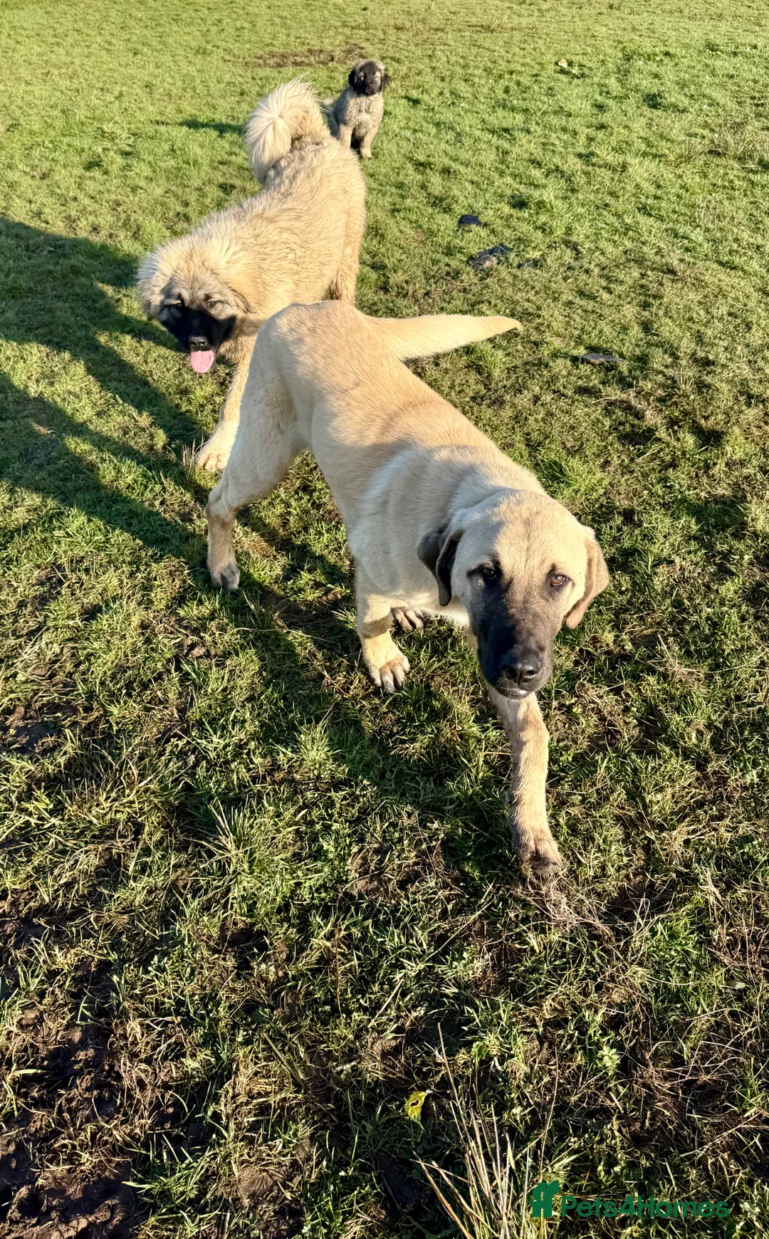 Turkish Kangal dogs for sale: Turkish Kangal ❤️Top of the Litter 🤩Pure Breed 🤩 - Advert 2