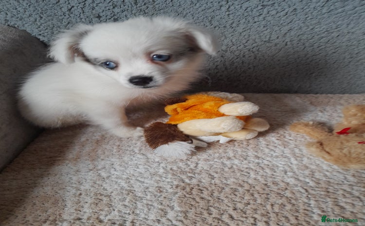 Pomeranian dogs - Advert 1