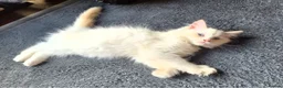 Ragdoll cats for sale: Amazing Ragdoll Babies  - Advert 16