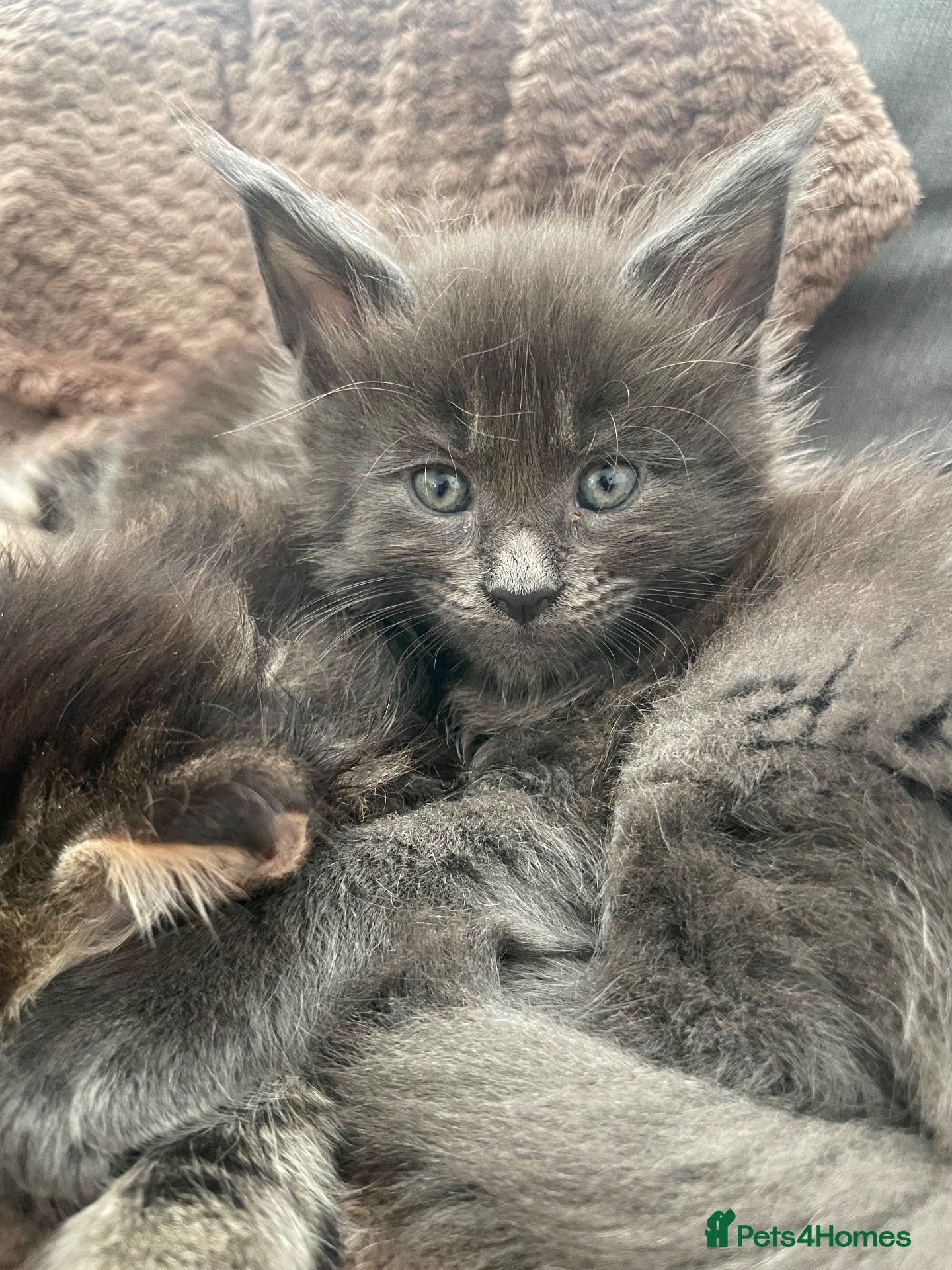 Maine Coon cats 7 GCCF registered Maine coon boys. - Advert 2