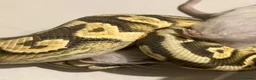 Python Snake reptiles for sale: Mixed Ball Python Sale - Advert 8