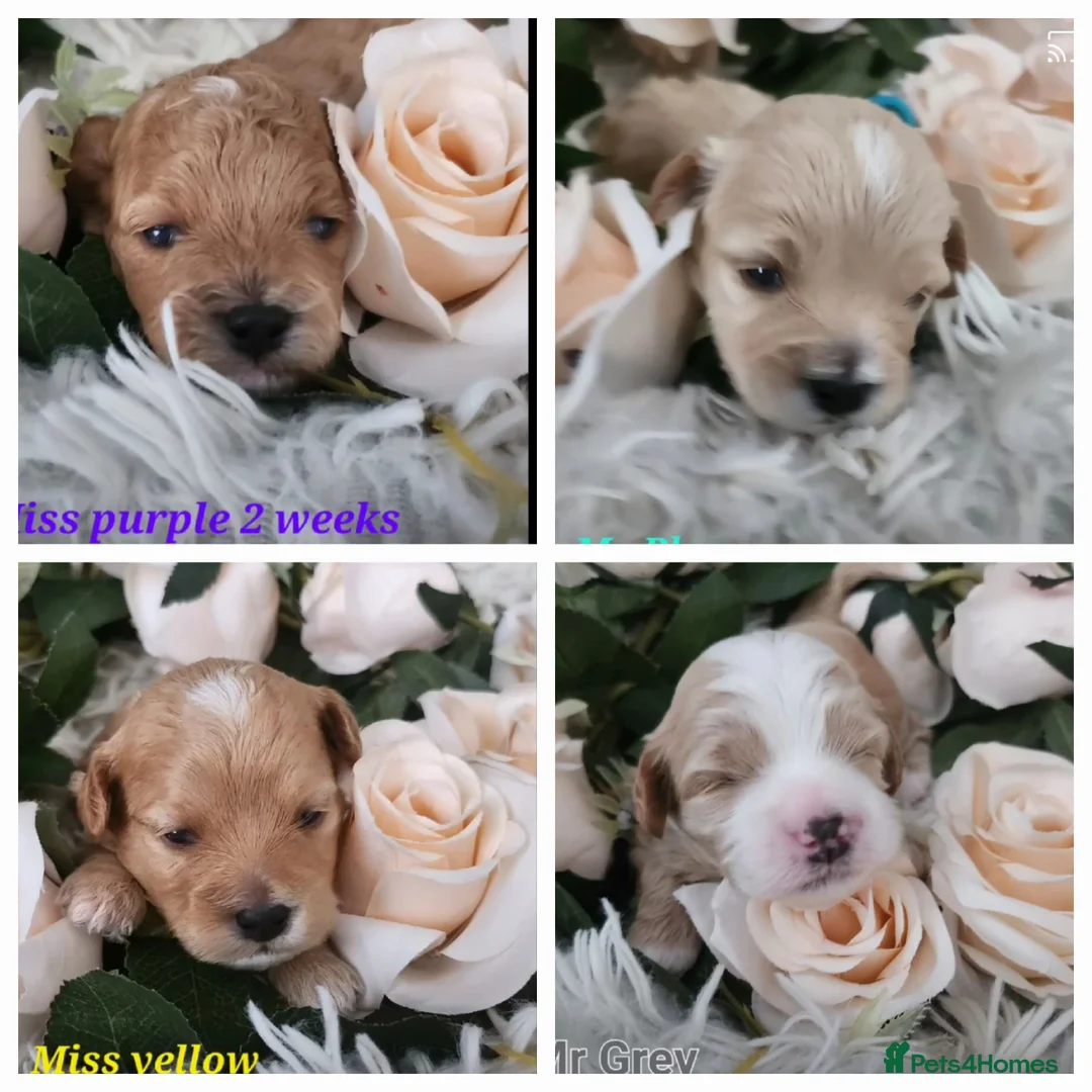 Toy Poodle dogs for stud:  stud toy poodle, KC reg and DNA tested and clear in Gloucester - Advert 31