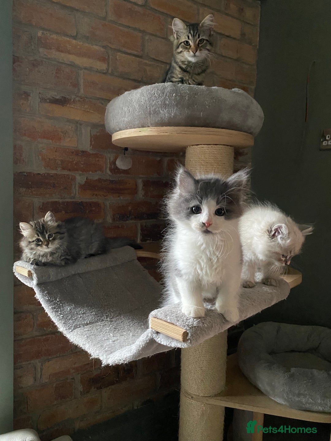 Siberian cats for sale: Purebred Siberian kittens  - Image 8