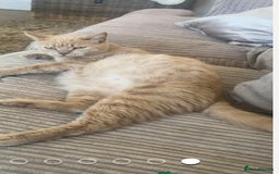 Domestic Shorthair cats for sale: Cream kittens  - Image 2