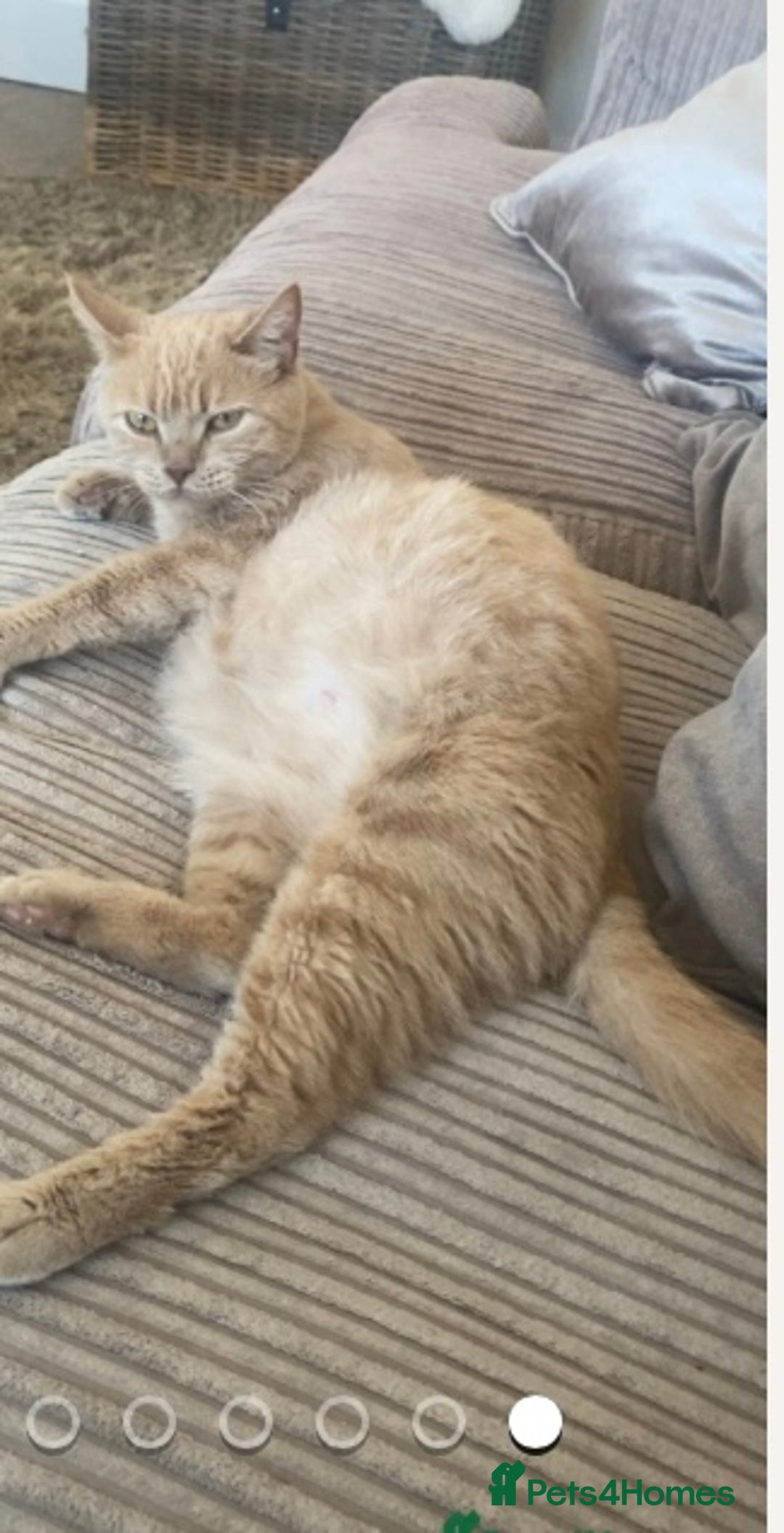Domestic Shorthair cats for sale: Cream kittens  - Image 2