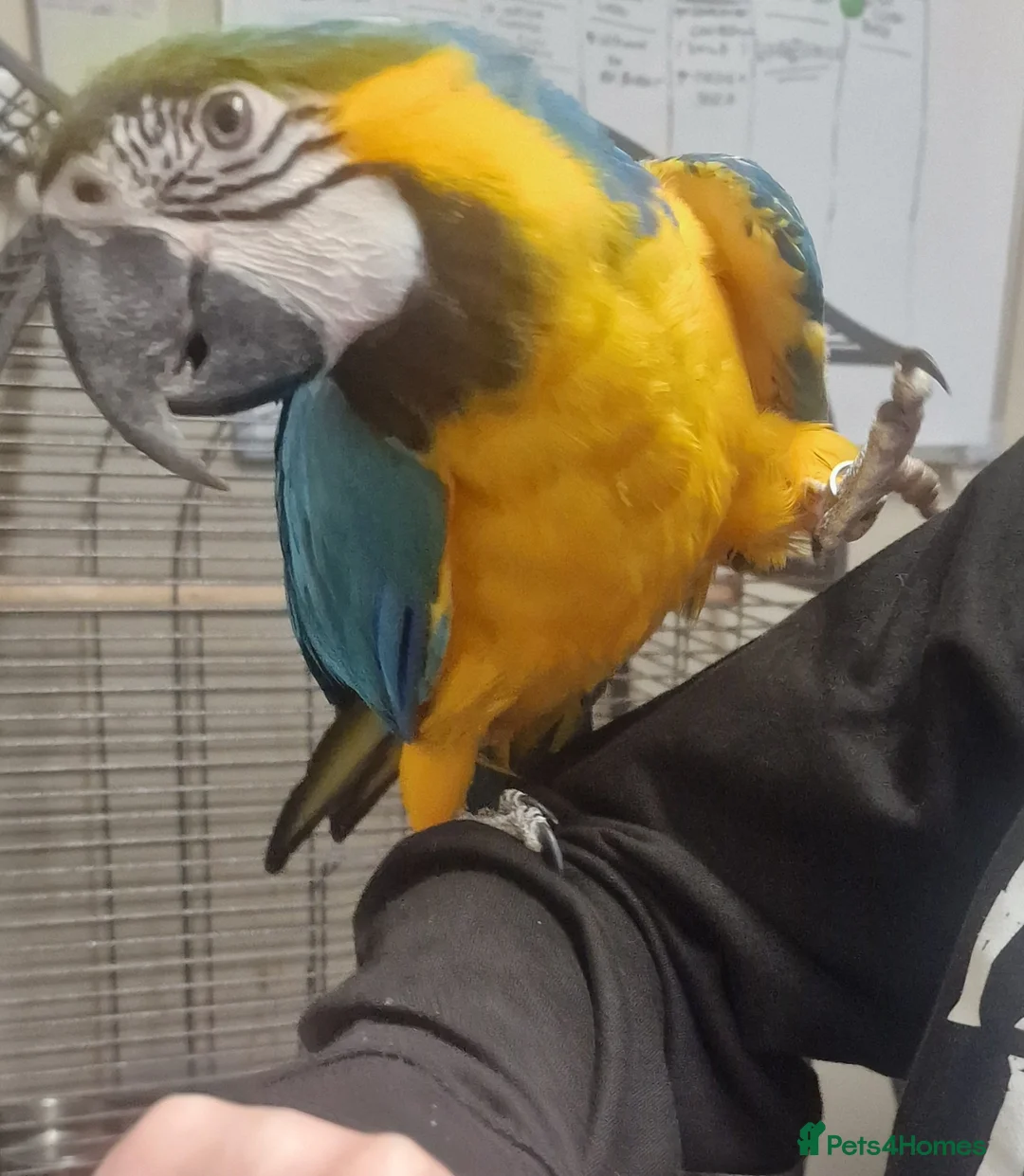 Parrots birds for sale: PARAKEETS/PARROTS/AMAZON/COCKATOO/MACAW available  - Advert 1