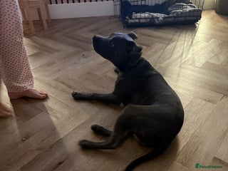 Staffordshire Bull Terrier dogs Bruno the staffy - Advert 1