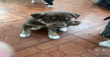 Mixed Breed dogs Puppies  - Advert 4