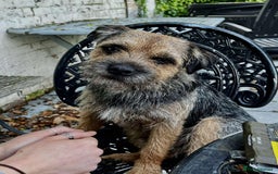 Border Terrier dogs for sale: Border Terrier pups - Blue & Tan - Image 7