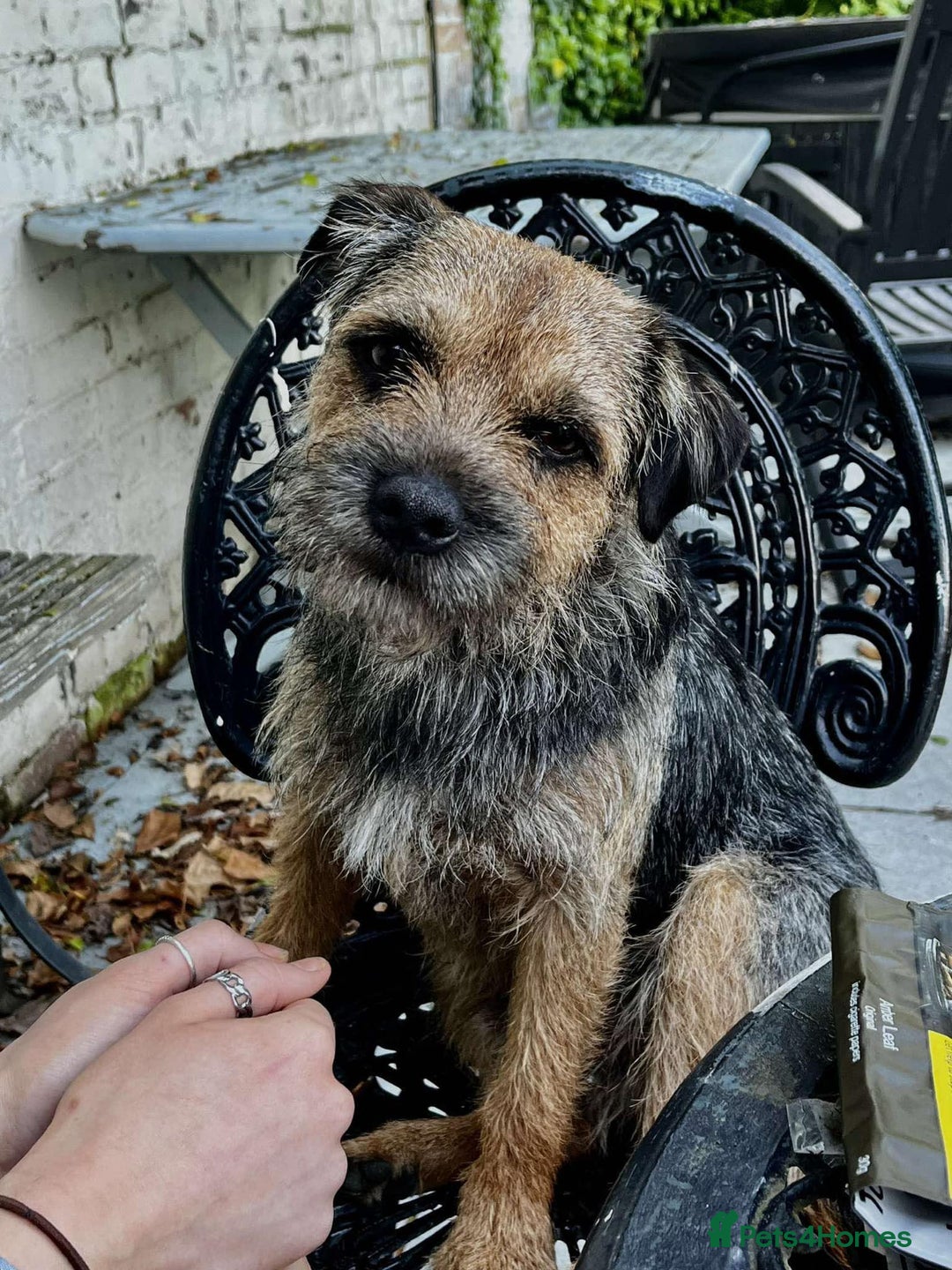 Border Terrier dogs for sale: Border Terrier pups - Blue & Tan - Image 7