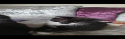 Mixed Breed cats for sale: Gorgeous kittens - Advert 4