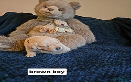 Labrador Retriever dogs for sale: Mr Neil Houston - Image 10