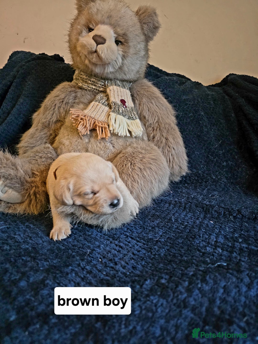 Labrador Retriever dogs for sale: Mr Neil Houston - Image 10