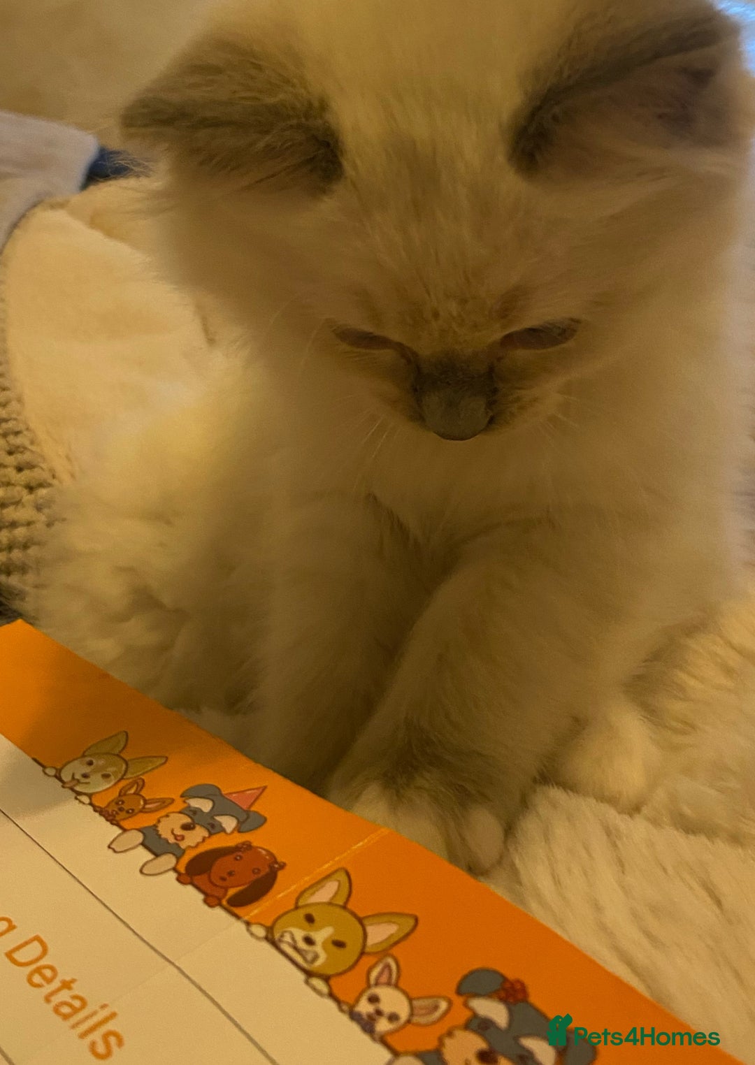 Ragdoll cats for sale: Pedigree ragdolls kittens TICA registered - Advert 9