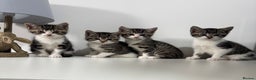 Mixed Breed cats for sale: Kittens adorable  - Advert 2