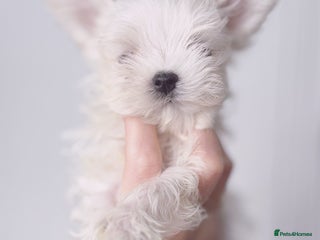 Maltese dogs 🩵Exclusive 🧬 DNA Tested 🧬 Full Korean Maltese🩵 - Advert 18