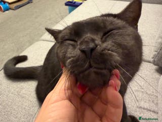 British Shorthair cats Mixed British shorthair - Advert 1