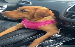 Labrador Retriever dogs for sale: Beautiful Labrador  - Image 4