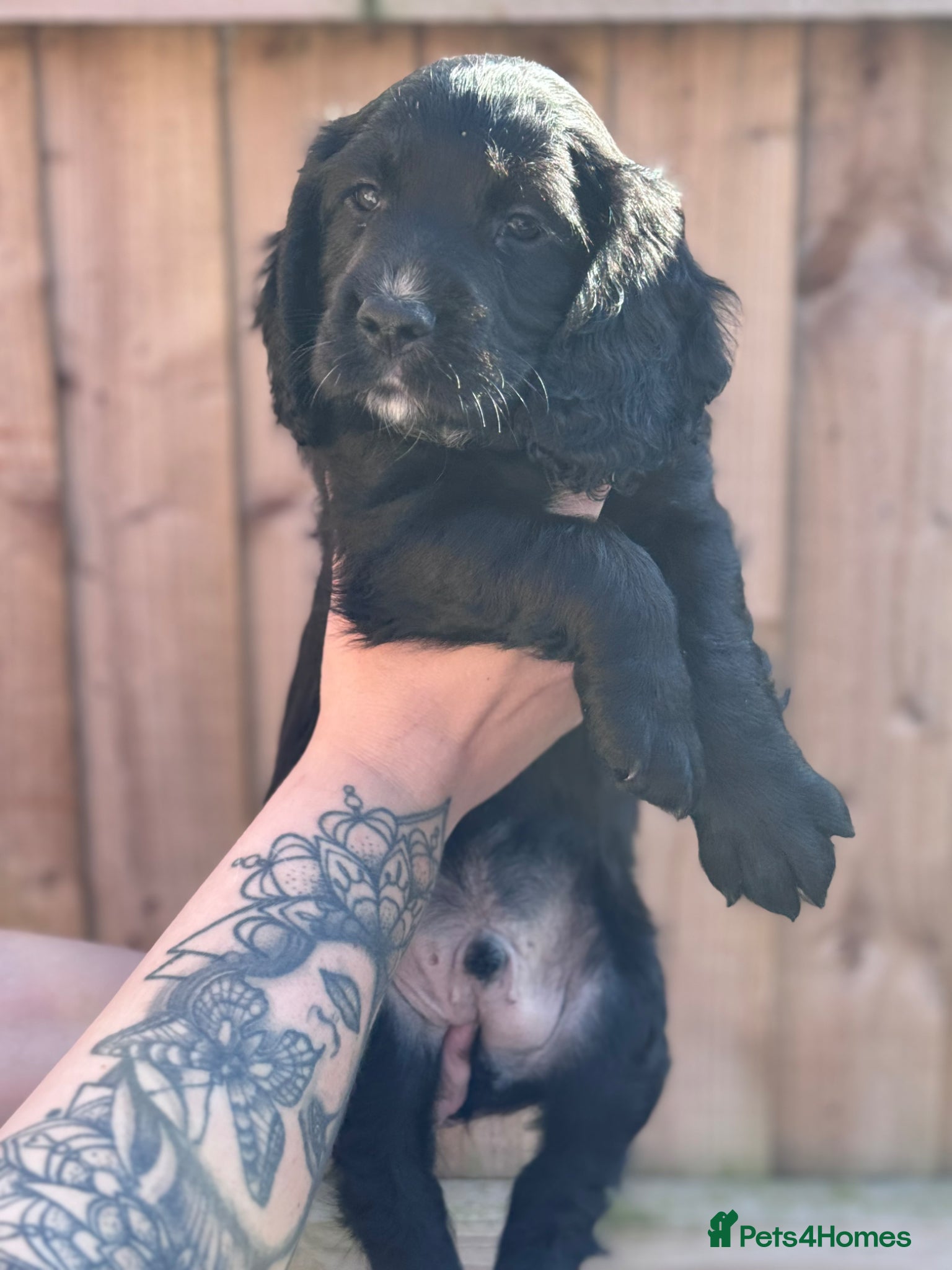 Cocker Spaniel dogs Kc working cocker spaniels  - Advert 2