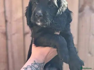 Cocker Spaniel dogs Kc working cocker spaniels - Advert 2