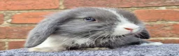 Mini Lop rabbits for sale: Mini lops ready to leave now 8 weeks old  - Advert 2